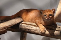 Un Jaguarondi couché sur une branche d'arbre