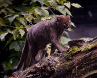 Un petit Jaguarondi marchant sur un arbre