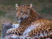 Un Léopard de l'amour couché sur une souche d'arbre