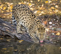 Un Léopard de l'amour buvant de l'eau d'un lac