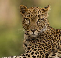 Un Léopard de l'amour avec un regard désinvolte