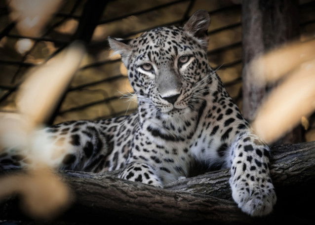 Un Léopard du Caucase couché dans une cabane