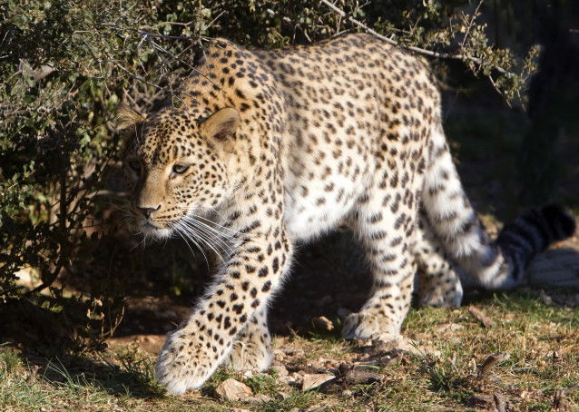 Une Panthère Perse marchant dans l'herbe