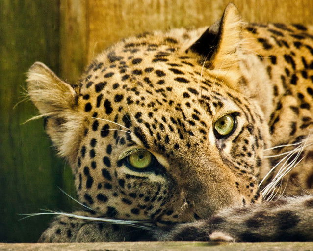 La panthère de Perse, un félin très menacé