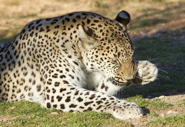 Un Panthère du Caucase se grattant le museau