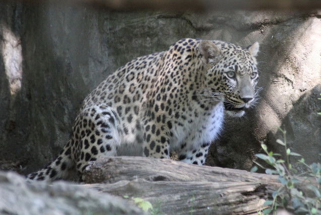 Un Léopard du Caucase obnubilé par quelque chose