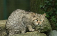 Un Chat Forestier inquiet