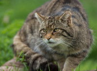 Un beau Chat Forestier