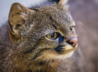 Vue proche d'un Chat des Pampas