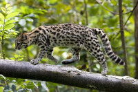 Un oncille marche sur une branche dans un arbre