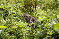 Un oncille au milieu des buissons dans une forêt