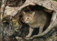 Un Chat Chaus se cache dans un tronc d'arbres