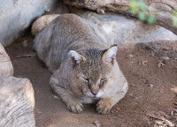 Un Chat Chaus est allongé sur le sol dans une forêt