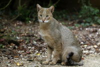 Un Chat Chaus assis dans une forêt
