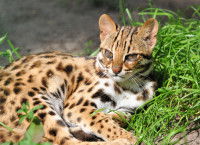 un Chat Léopard du Bengale allongé sur le sol