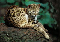Un Chat Léopard du Bengale assis sur un rocher