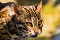 Vue proche d'un chat Léopard du Bengale