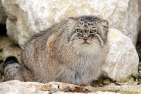 Un Manul assis sur un rocher