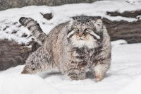 Un Manul marche dans la neige