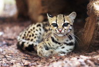 Un margay, chat sauvage d'Amérique latine