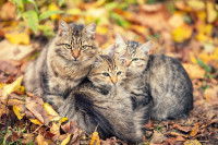 Une famille de chats sauvages dans la forêt