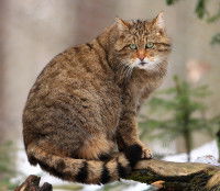 Un Chat Forestier assis sur une branche d'arbre