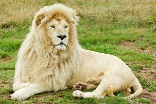Un magnifique lion blanc adulte allongé dans l'herbe