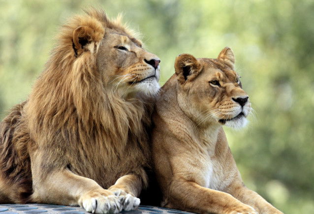 Un lion et une lionne couchés l'un à côté de l'autre
