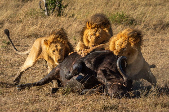 Trois lions mâles en train de manger un buffle