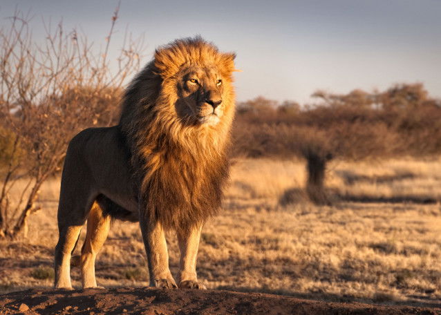 Un lion se tenant debout face au coucher de soleil