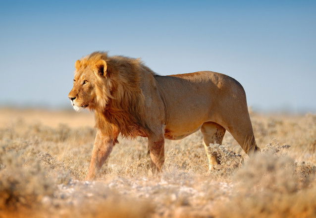 Un Lion marchant dans la savane