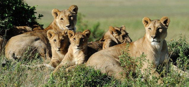 Une famille de lion couchés les uns à côté des autres