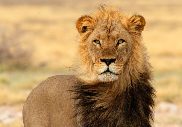 Un lion avec un crinière bicolore