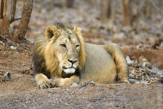 Un lion asiatique, doté d'une crinière plus petite que le lion africain