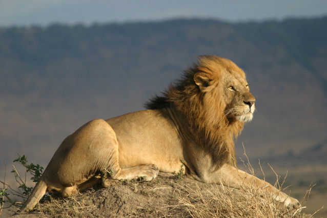 Un lion couché sur un tas de terre