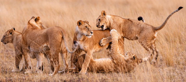 Cinq lionceaux jouant ensemble