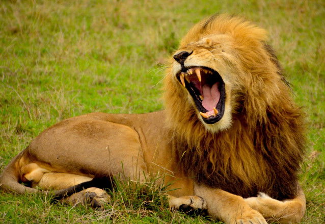 Un lion mâle adulte en train de rugir