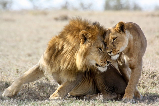 Un lion et une lionne se saluent en frottant leur tête l'une contre l'autre