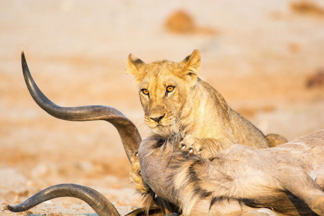 Un lion tenant sa proie fraichement capturée