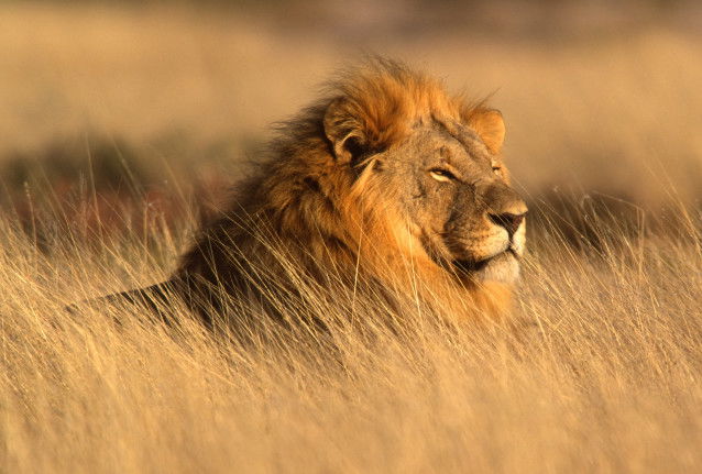 Un lion couché dans les hautes herbes