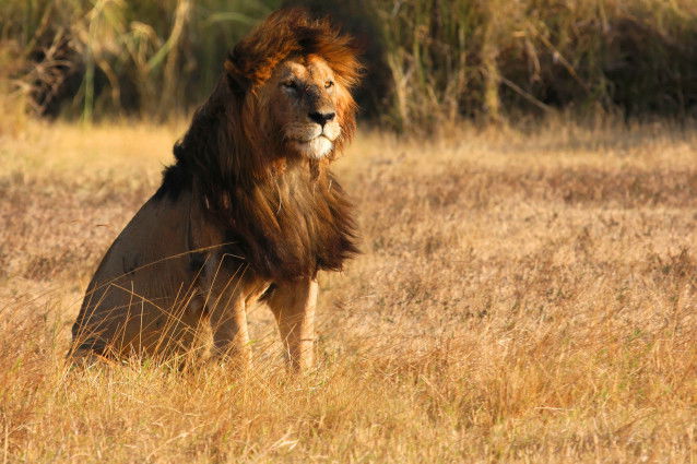Un vieux lion dans la savane africaine au soleil couchant