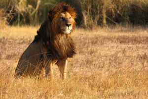 Le lion : morphologie, alimentation, mode de vie