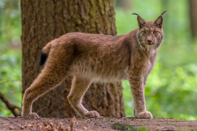Un Lynx se tenant debout sur un arbre couché au sol