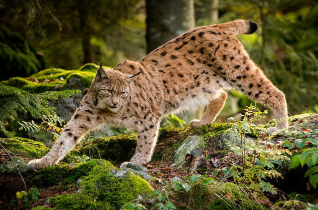 Un Lynx en train de s'étendre
