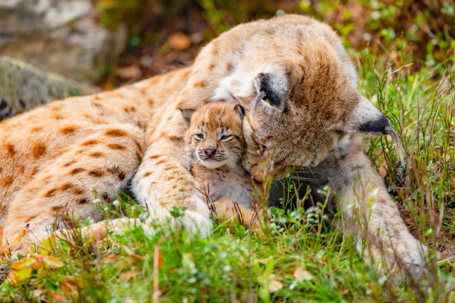 Une maman lynx fait la toilette de son petit