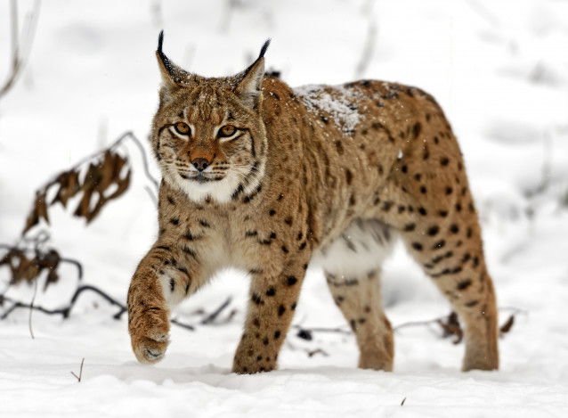 Un beau lynx boréal marche dans la neige