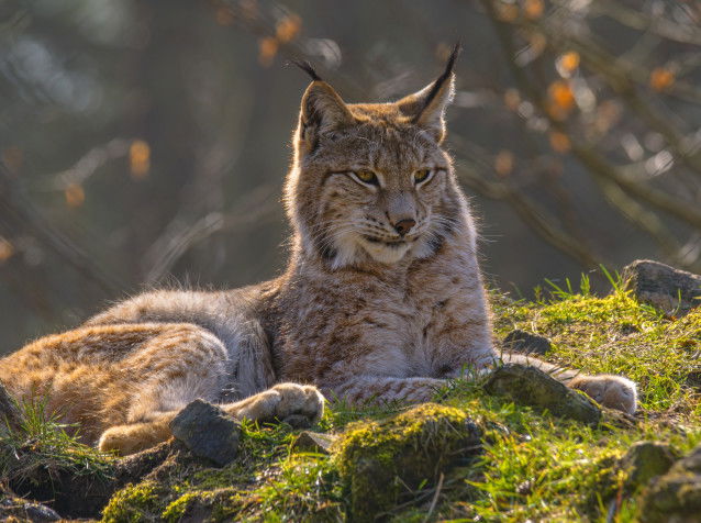 Un Lynx couché dans l'herbe