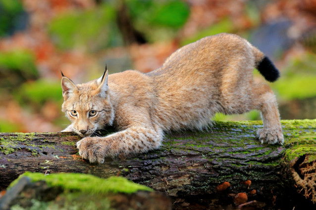 Un lynx fait ses griffes sur un tronc d'arbre
