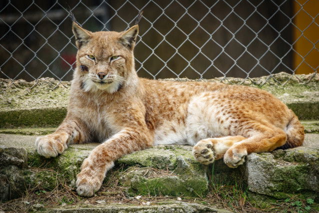Un lynx détenu en captivité dans un zoo