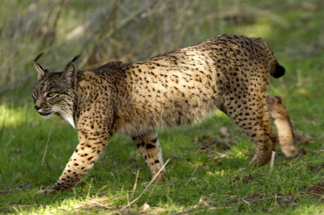 Un superbe lynx pardelle marche dans l'herbe